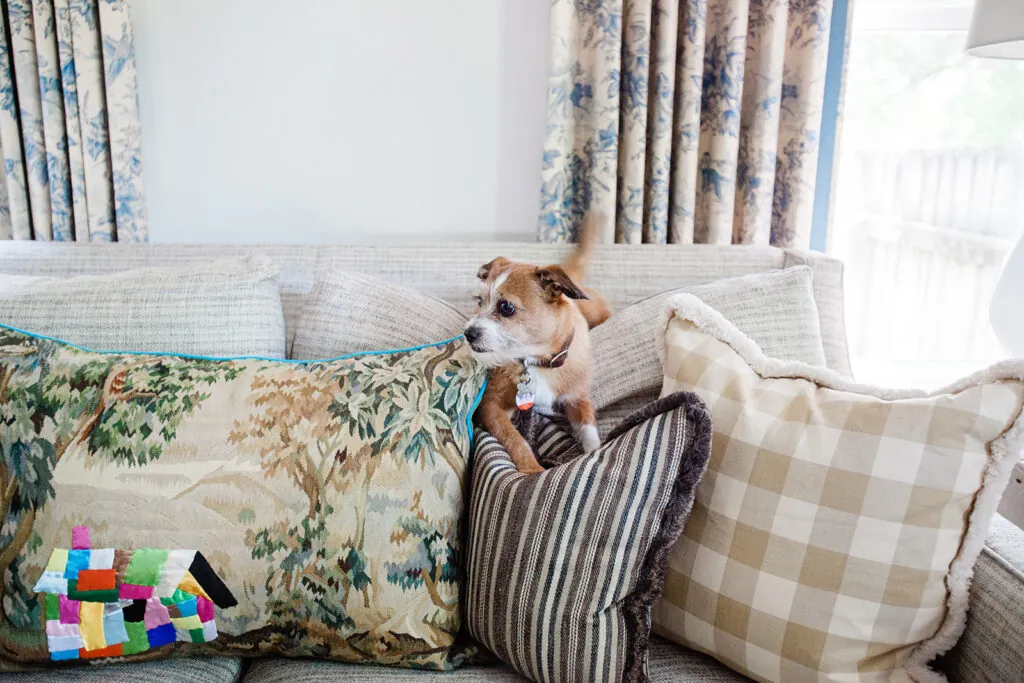 photo of couch with dog